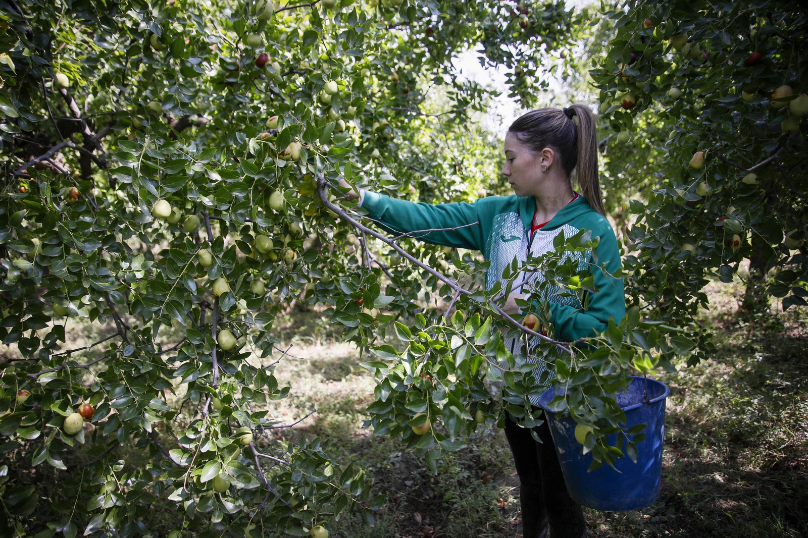 Imágenes del cultivo de azufaifas en Abrucena