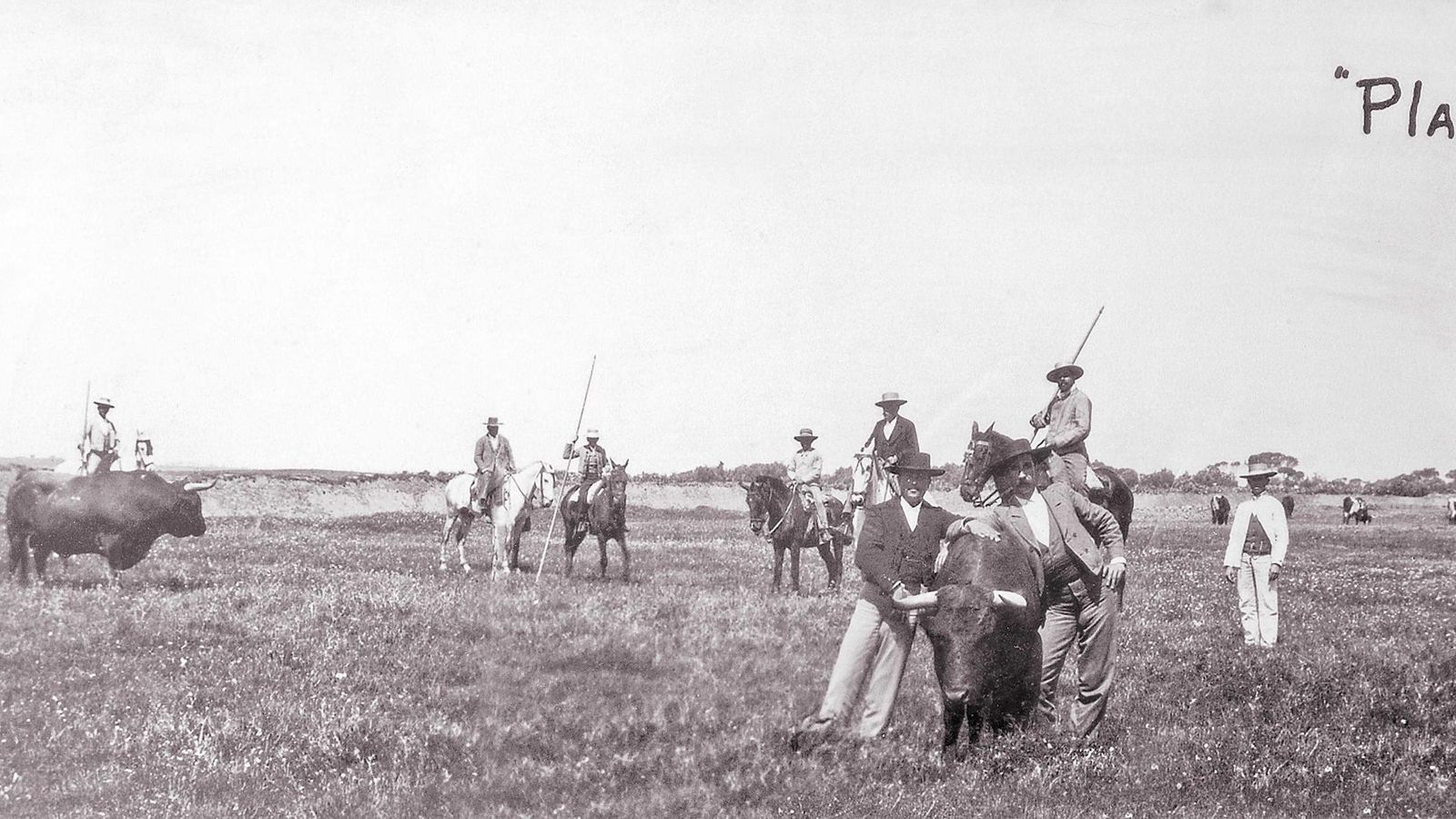El célebre toro 'Playero' de la ganadería de Murube en los predios de Juan Gómez, cerca de Los Palacios.