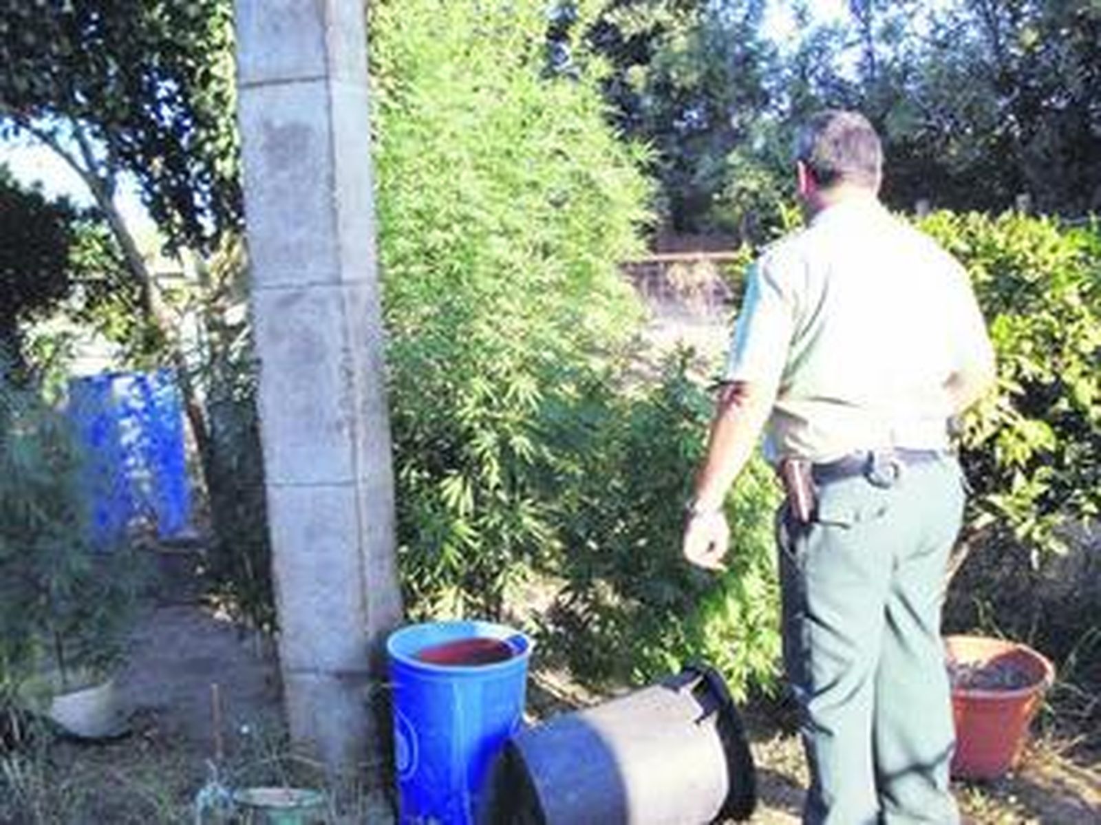 La Guardia Civil se incauta del cultivo de La Algaba.