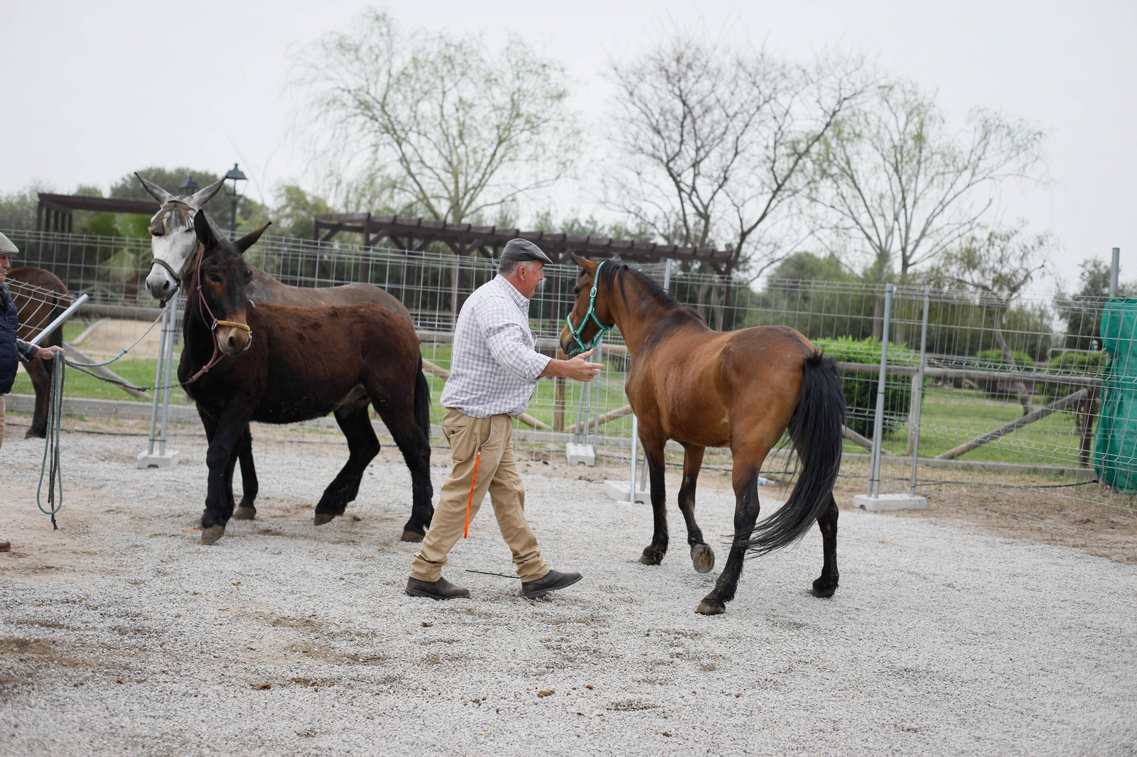 Galería de la Feria  de ganado en Tarambana