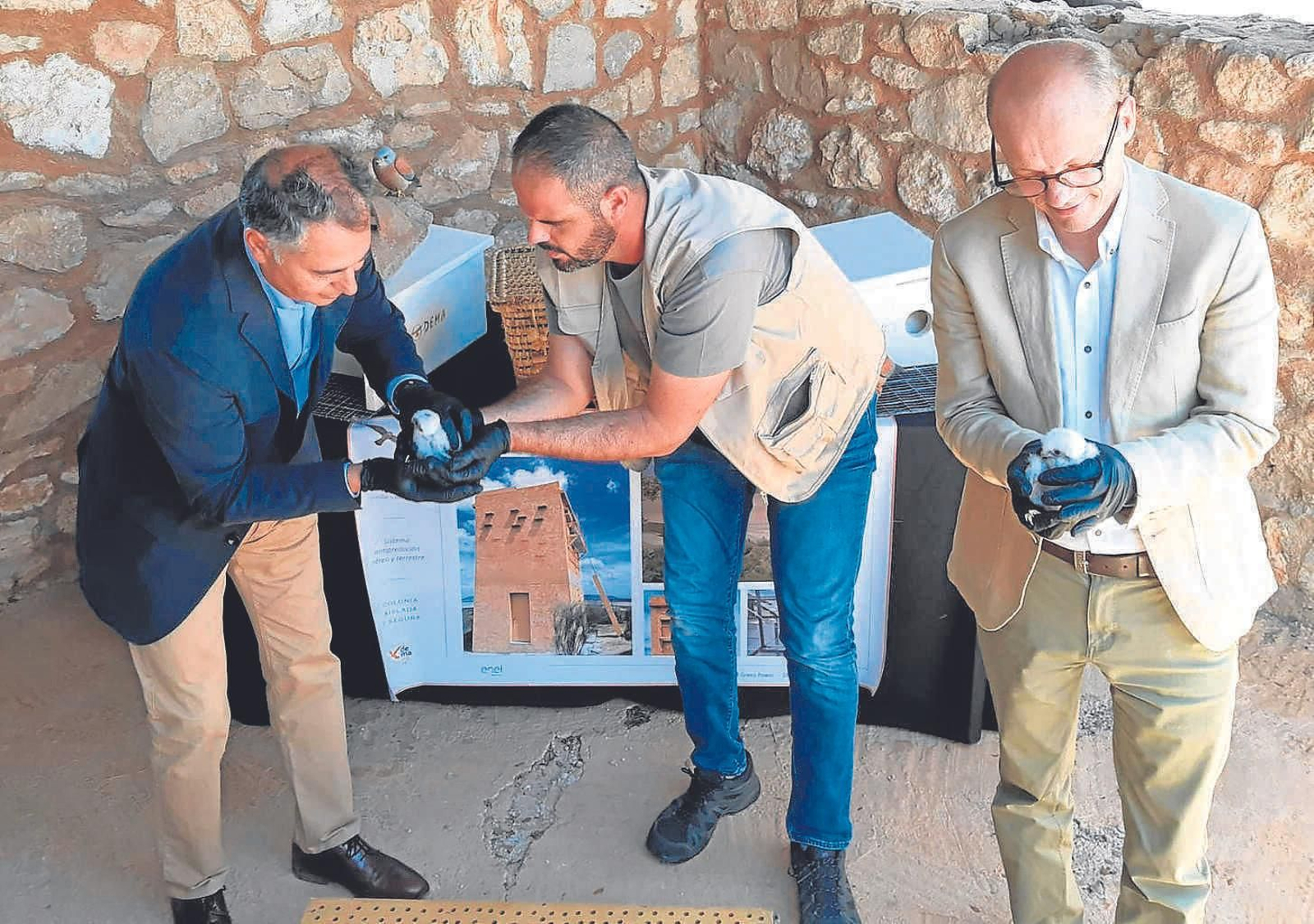 Primillar en la Reserva Natural de la Laguna de Fuente de Piedra, donde se liberaron 14 pollos de cernícalo primilla.
