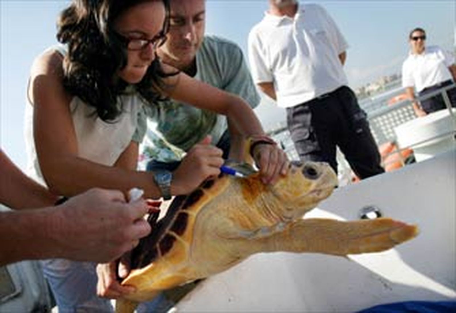 La Junta extiende su red de centros de atención de especies marinas a todo el litoral andaluz