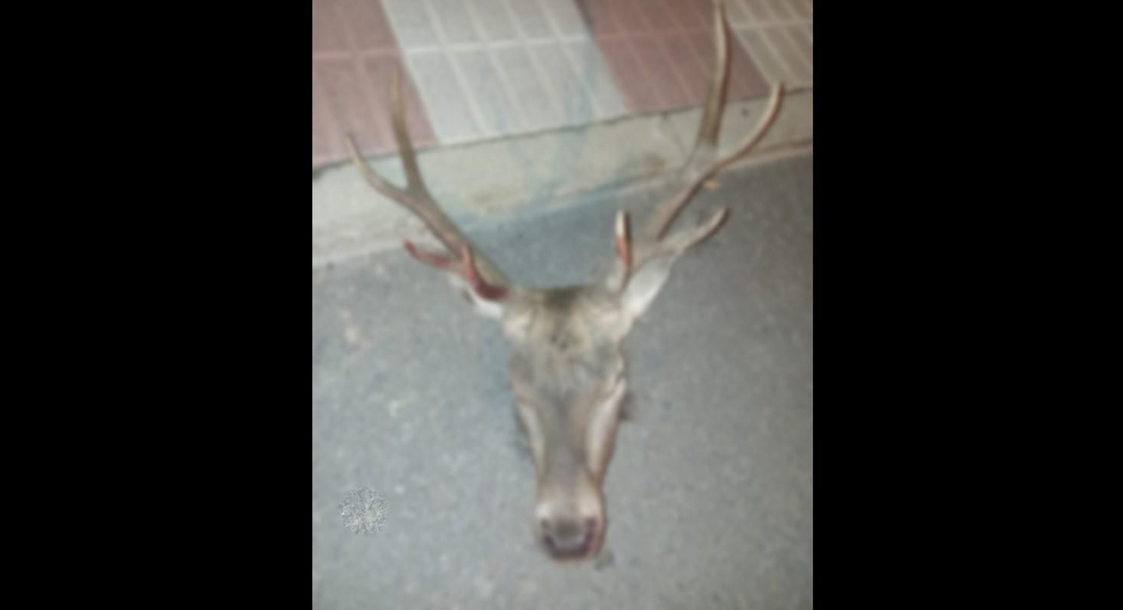Cabeza de ciervo encontrada en el coche.