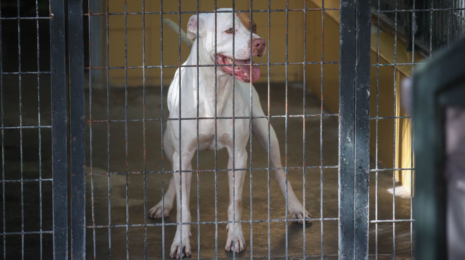 Centro de Protección Animal de Jerez