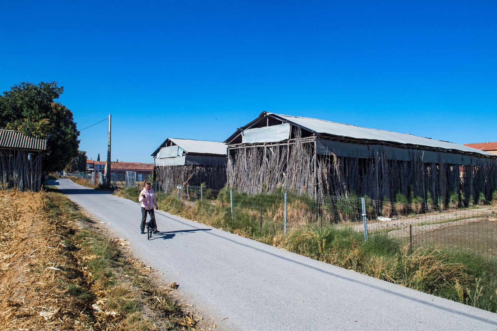 Secaderos de tabaco en la zona de la Vega de Graada.