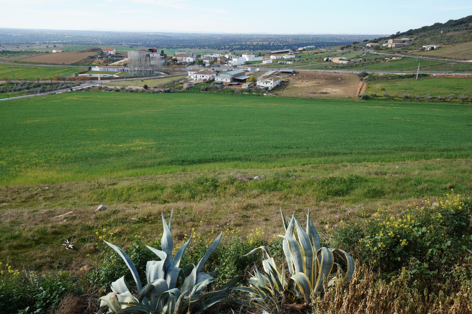 Vista de Los Pedroches desde Santa Eufemia.
