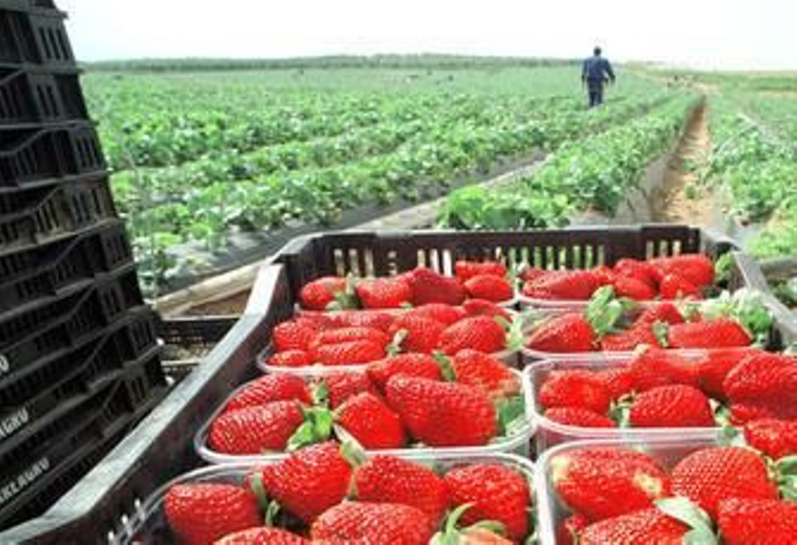 Fresas recién recolectadas en Huelva