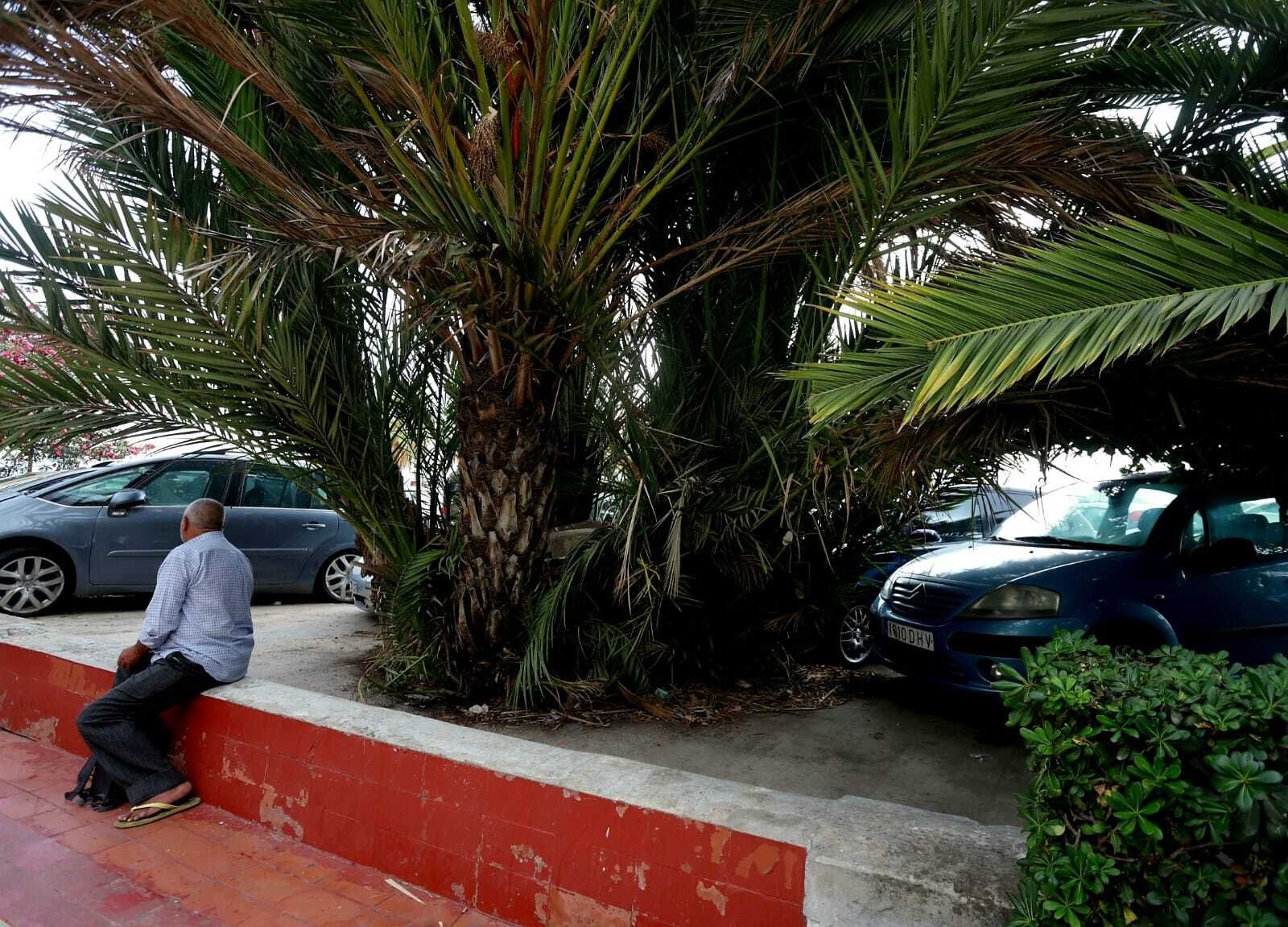 La palmera imperial, una vez retirada la basura.
