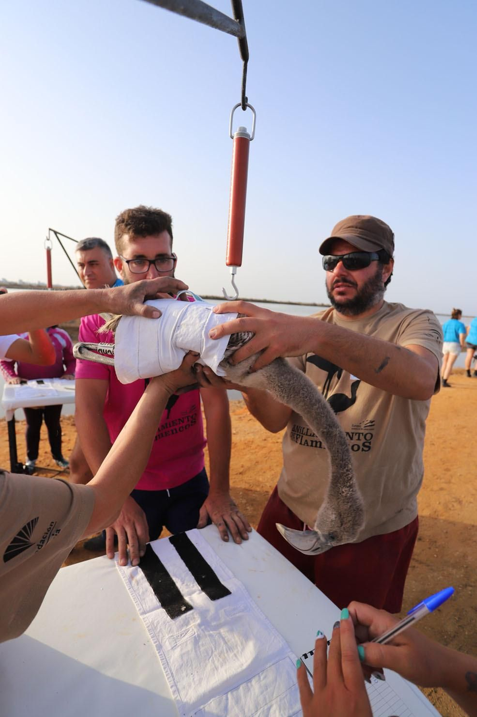 Imágenes del anillamiento de Flamencos en Marismas del Odiel