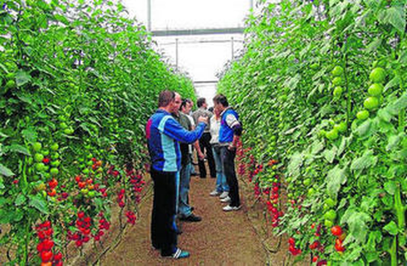 Varios agricultores analizan las variedades de Rijk Zwaan.