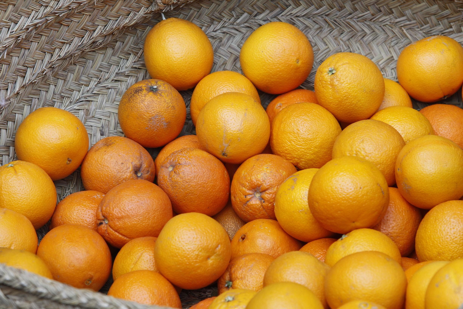 Fotogalería Día de la Naranja en Gádor