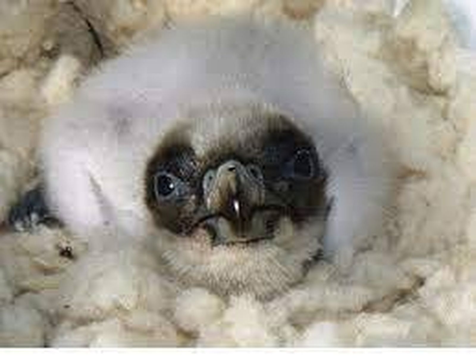 Rescatan en Lérida una cría de quebrantahuesos y lo adoptan en Jaén