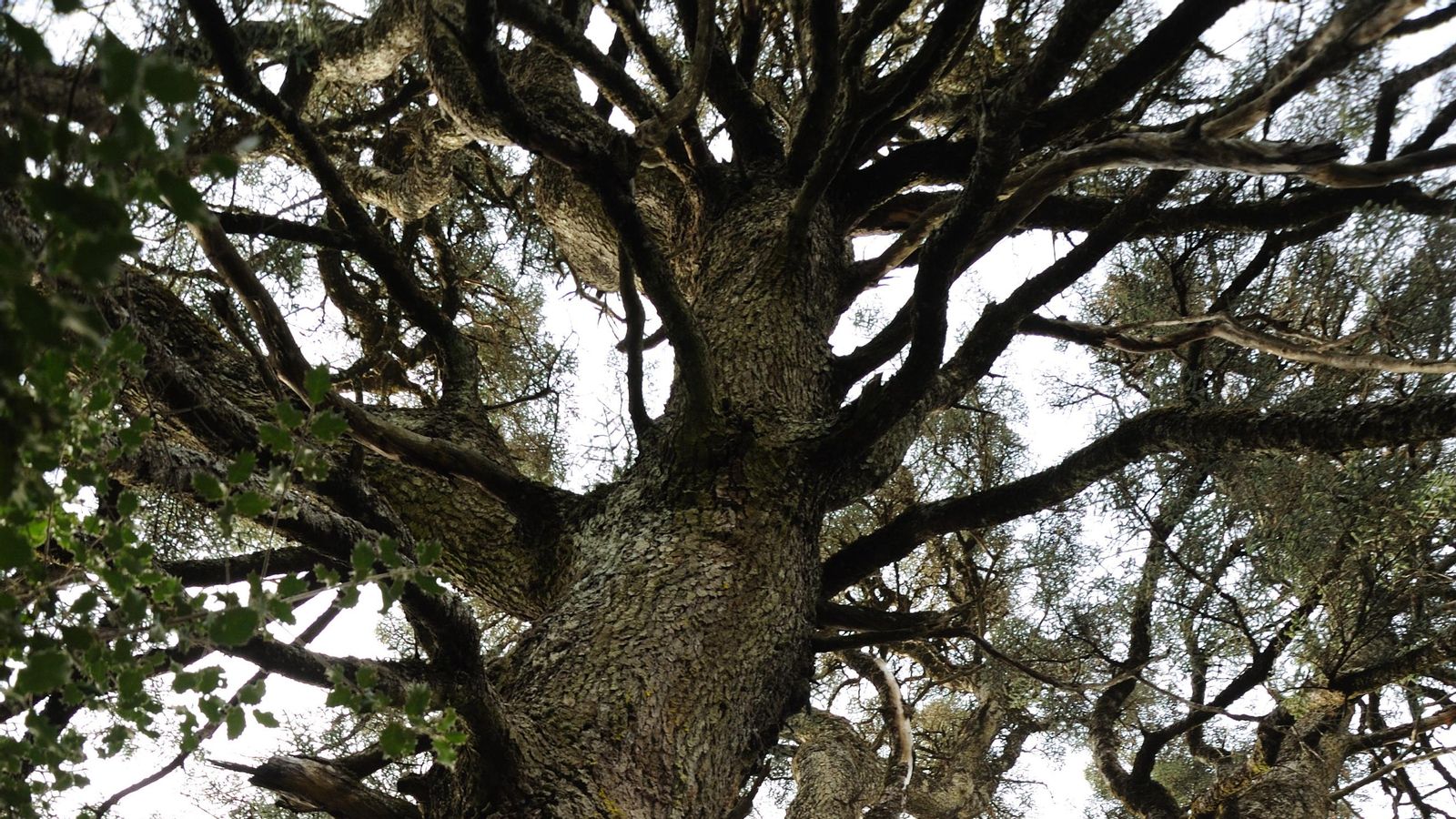 Pinsapo de las Escaleretas.