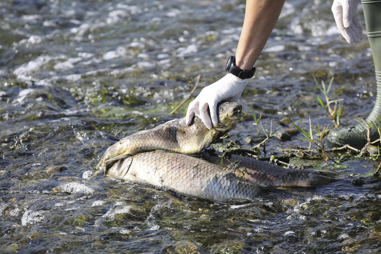 Aparecen cientos de aves y peces muertos en el río Guadalhorce
