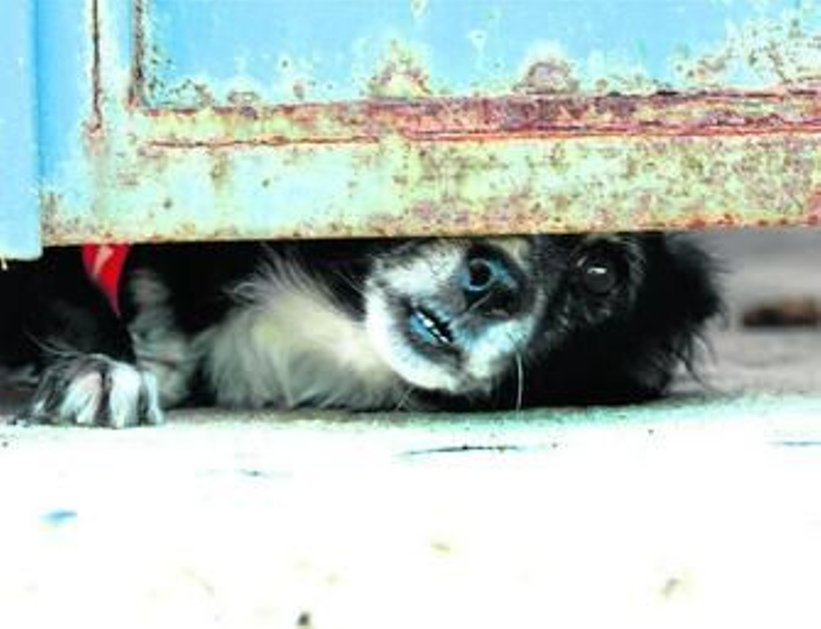 1. Imagen que obtuvo un accésit a la Mejor Foto sobre Cerramientos y Vallas. 2. Premio a la Mejor Fotografía Juvenil. 3. El ganador del certamen, Antonio Ferera, con el concejal de Cultura, Juan Carlos Domínguez. 4 Fotografía ganadora del concurso. 5. Mejor Fotografía de Autor Local. 6. Uno de los premiados ante su obra.
