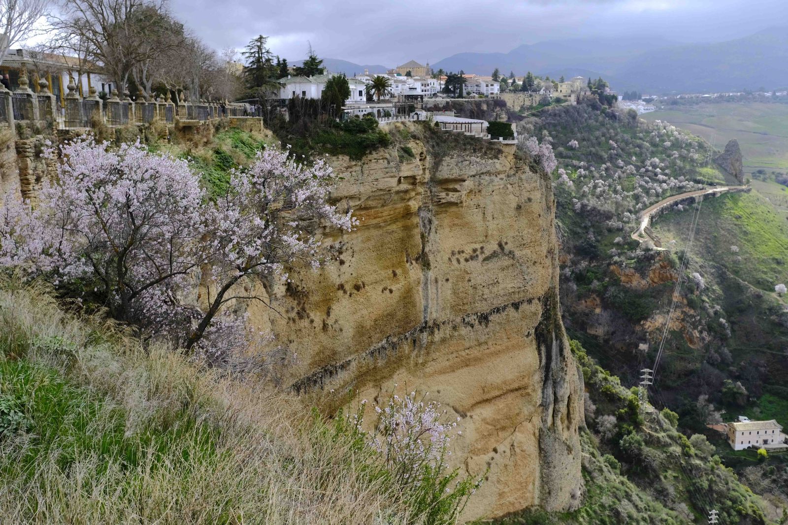 Almendros en flor en los alrededores del Tajo de Ronda