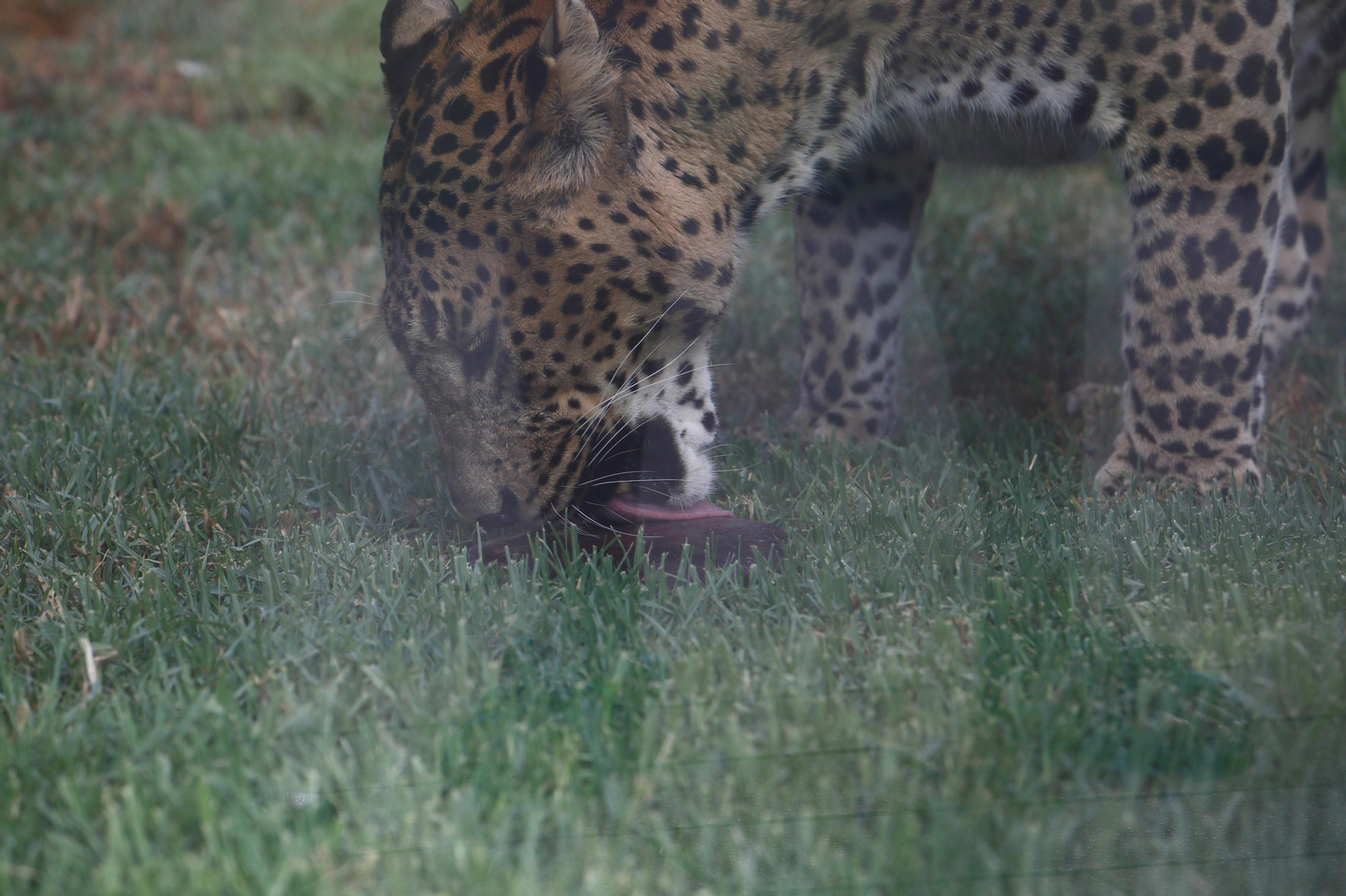 Fotogalería: Así viven los animales del Zoo de Córdoba los meses de verano