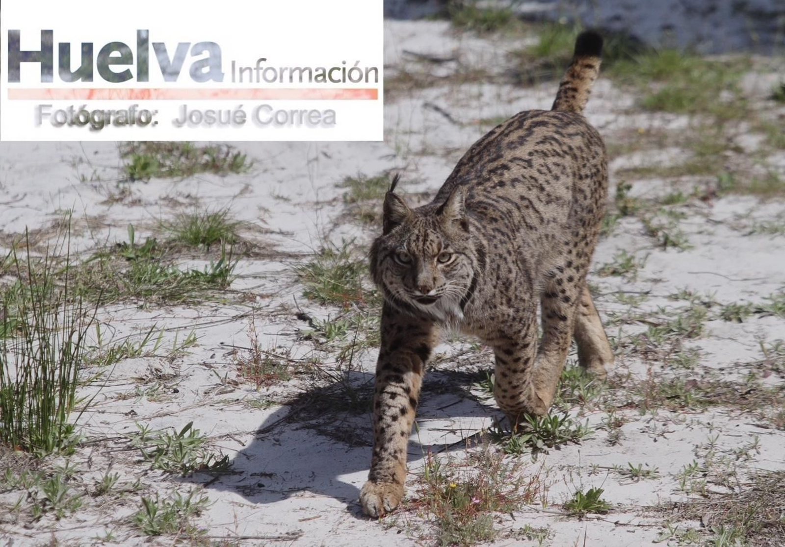 Un ejemplar de lince ibérico.