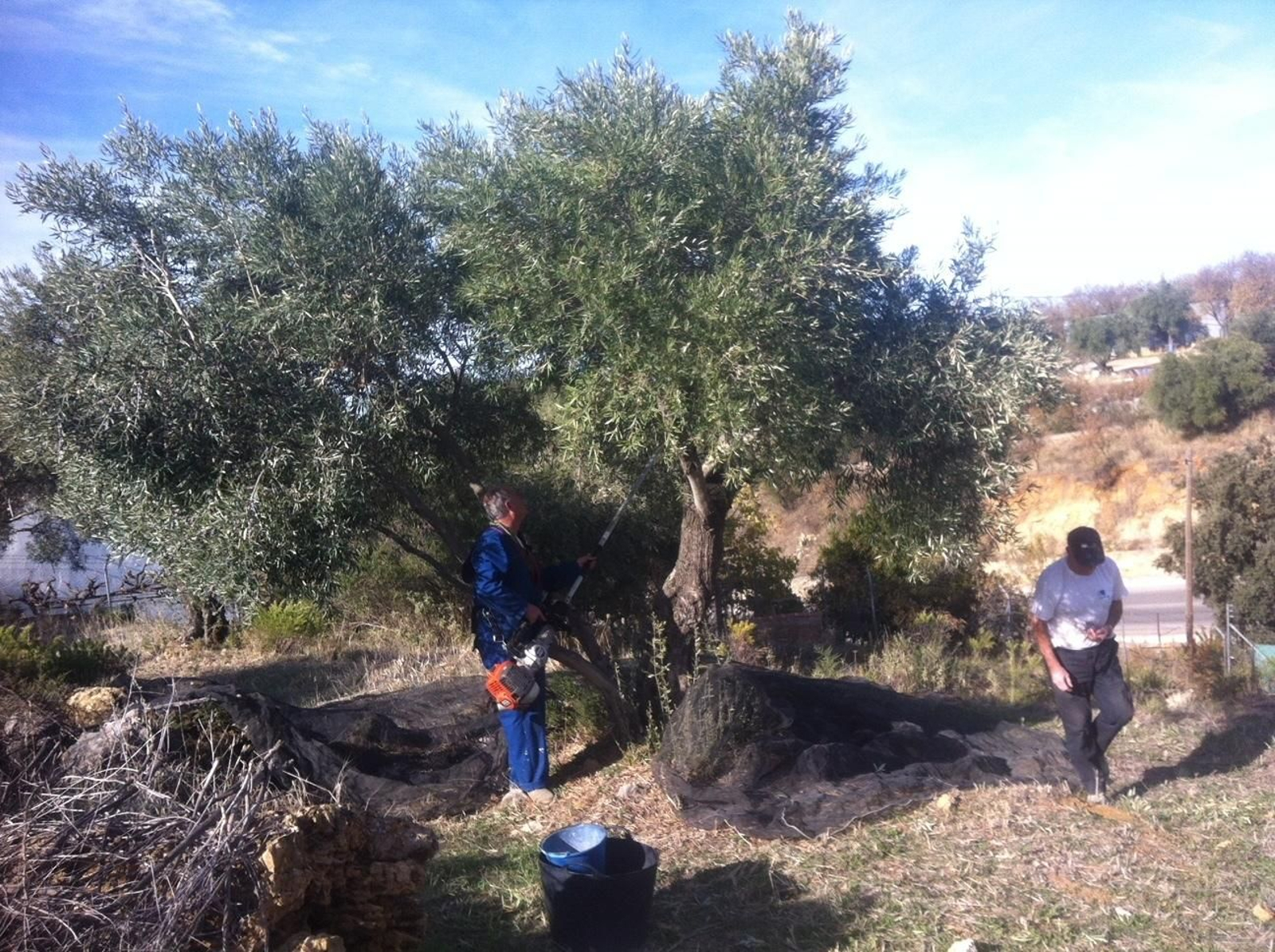 Imagen de la recogida de la aceituna en la última campaña.