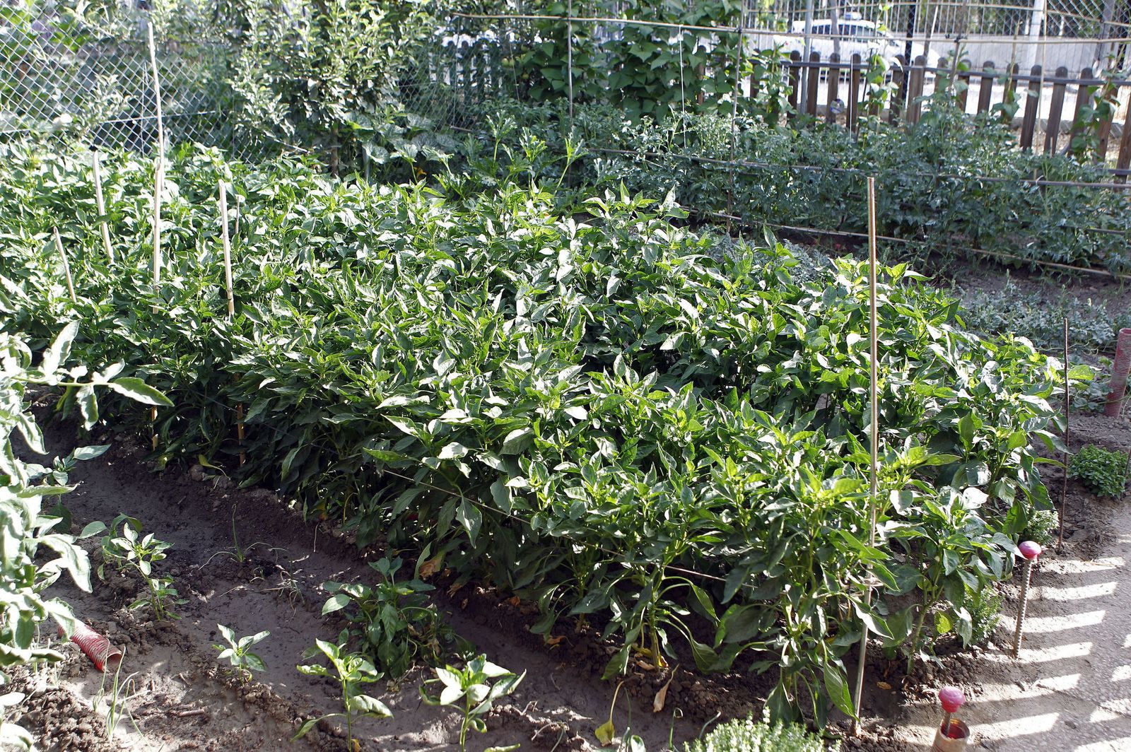 Uno de los huertos en el parque de las Alquerías.