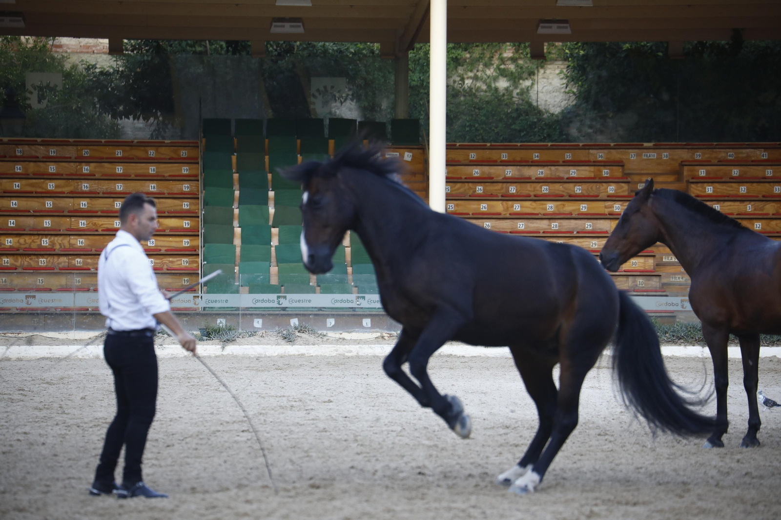 El arranque del XXVII Concurso Morfológico de La Feria del Caballo de Córdoba, en imágenes
