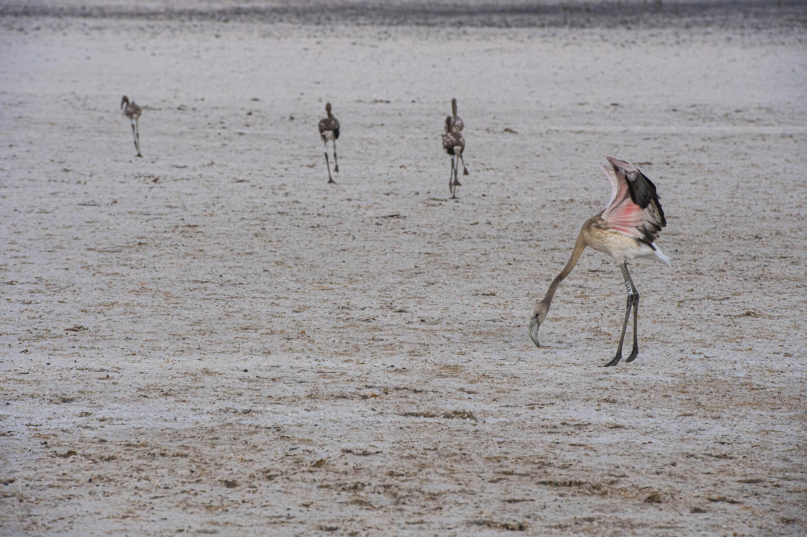 Flamencos en la Laguna de Fuente de Piedra durante el anillamiento (fotos)