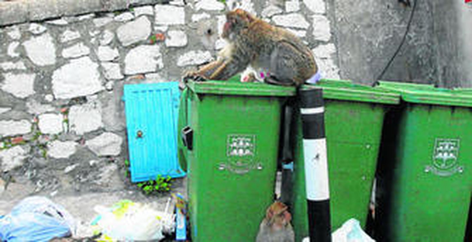 Unos monos comiendo de la basura en Gibraltar en una imagen de archivo.