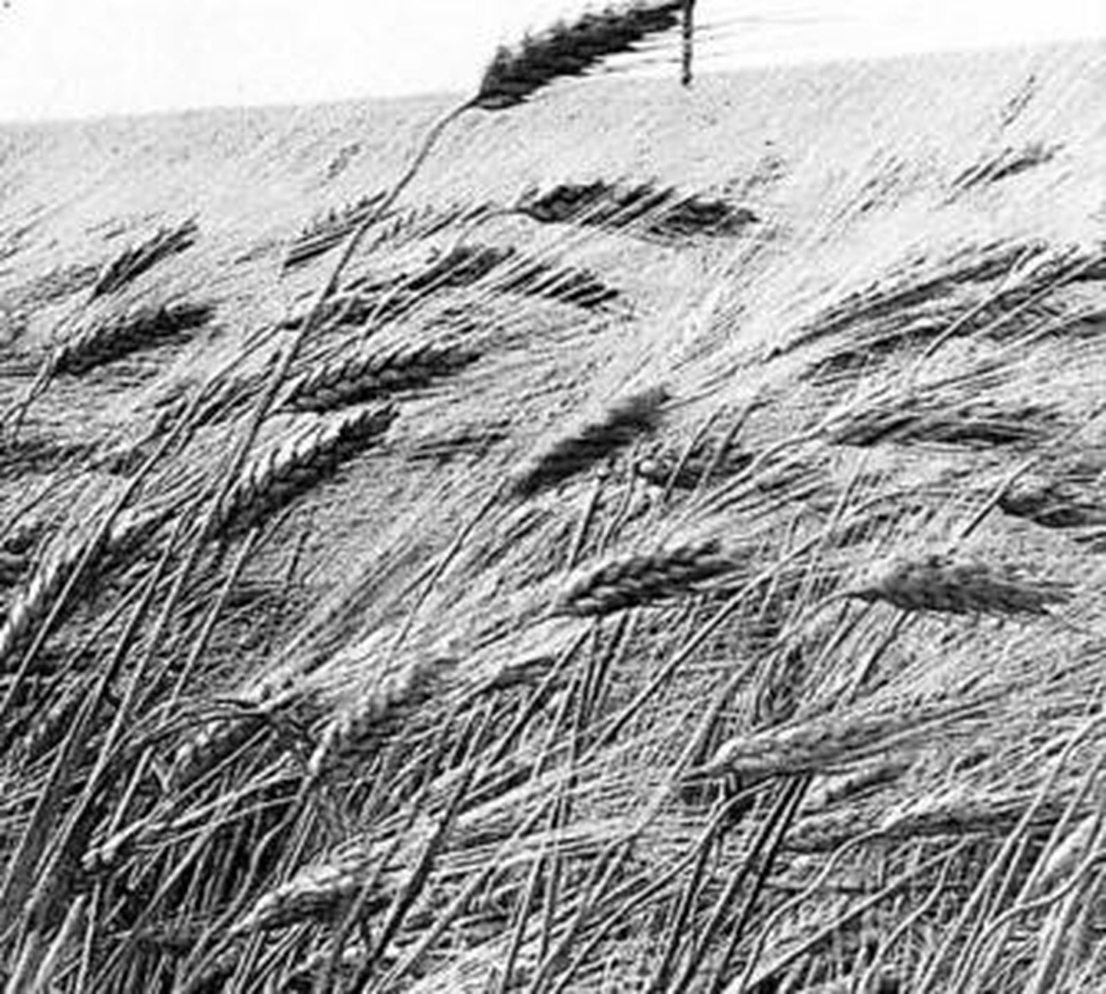 La superficie de trigo se ha disparado este año por el aumento del precio de los cereales.