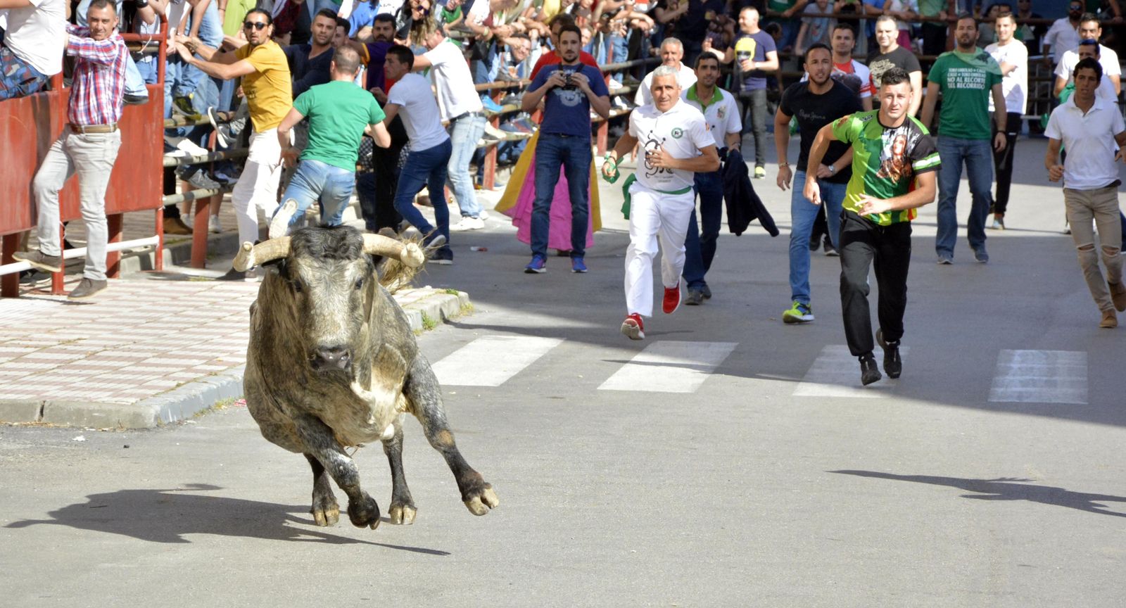 El toro Artillero recorre los últimos metros antes de llegar al coso de Los Barrios, ayer por la tarde.