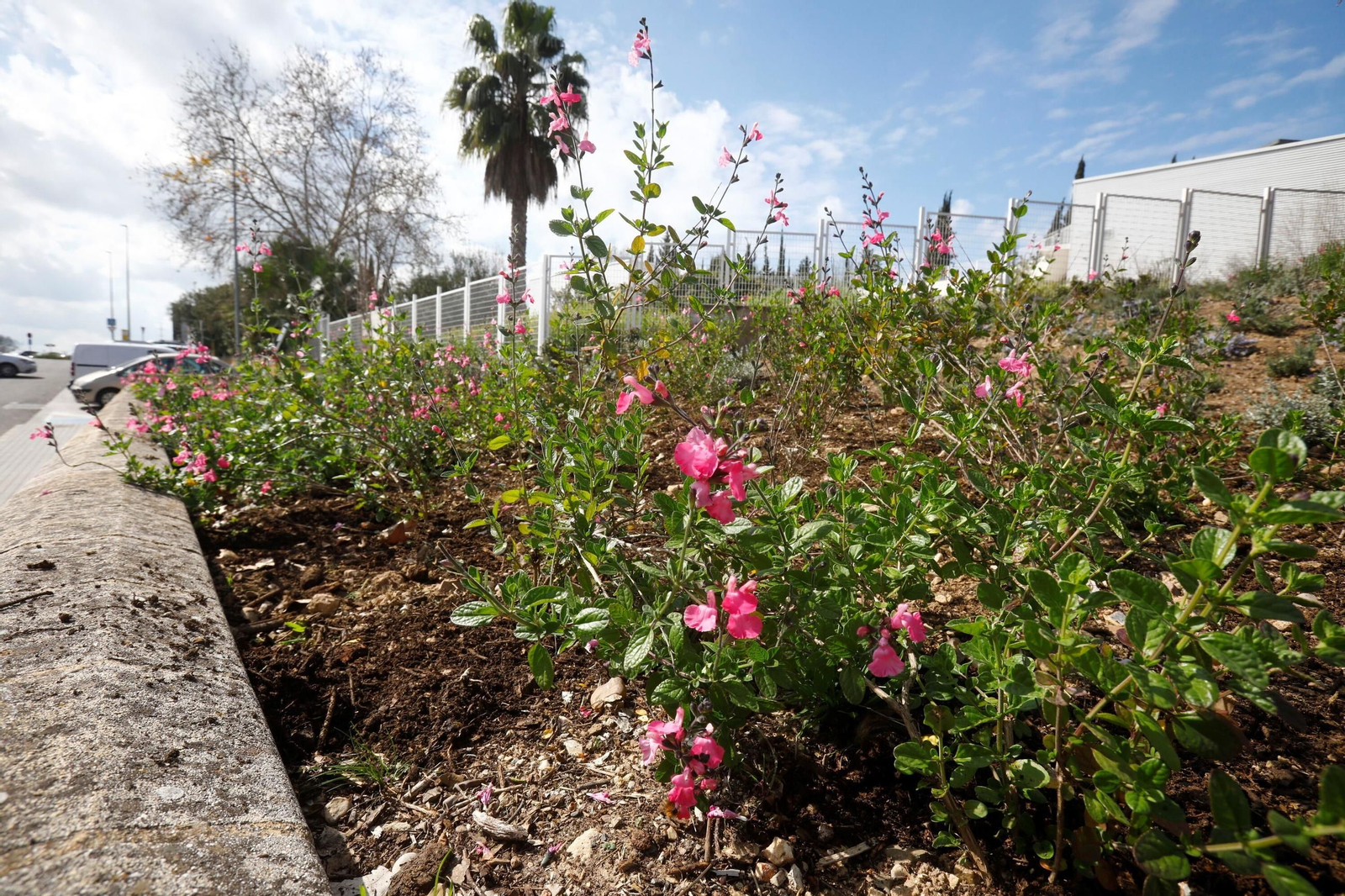 Las zonas verdes repobladas del Hospital Reina Sofía de Córdoba, en imágenes