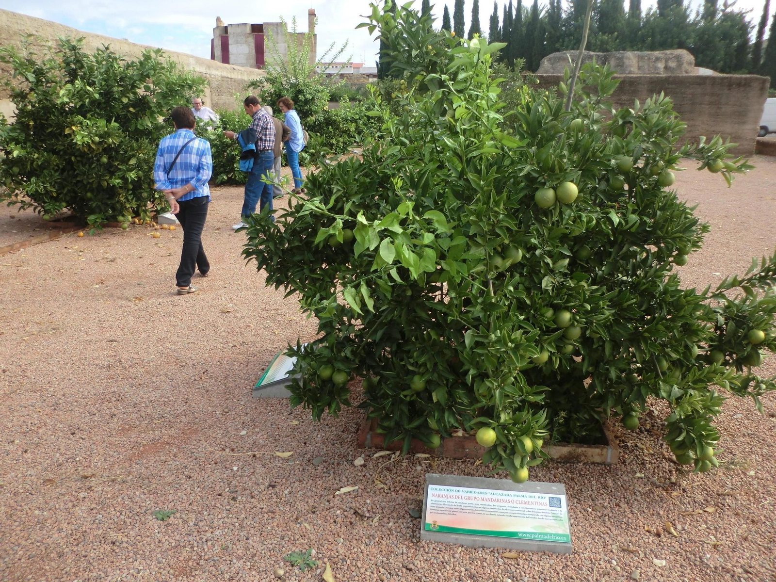 Patio interior de la alcazaba, con algunas de las variedades de la muestra.