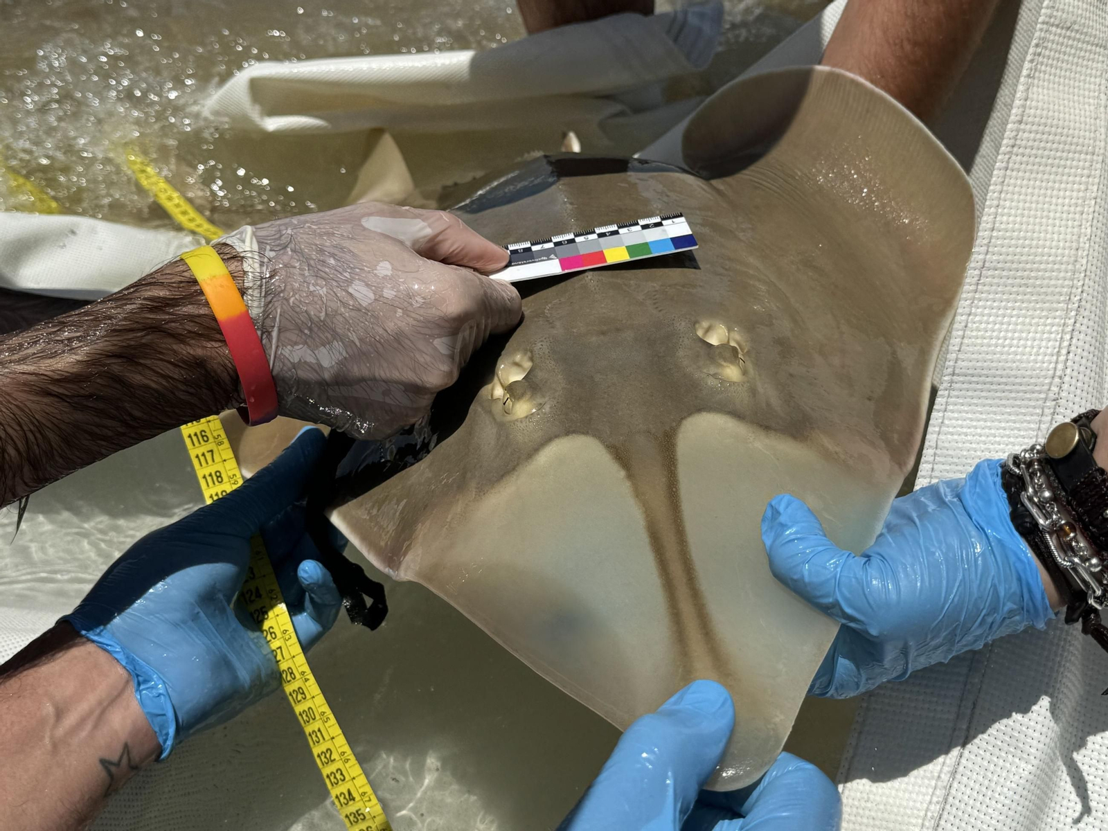 Imagen del pez guitarra