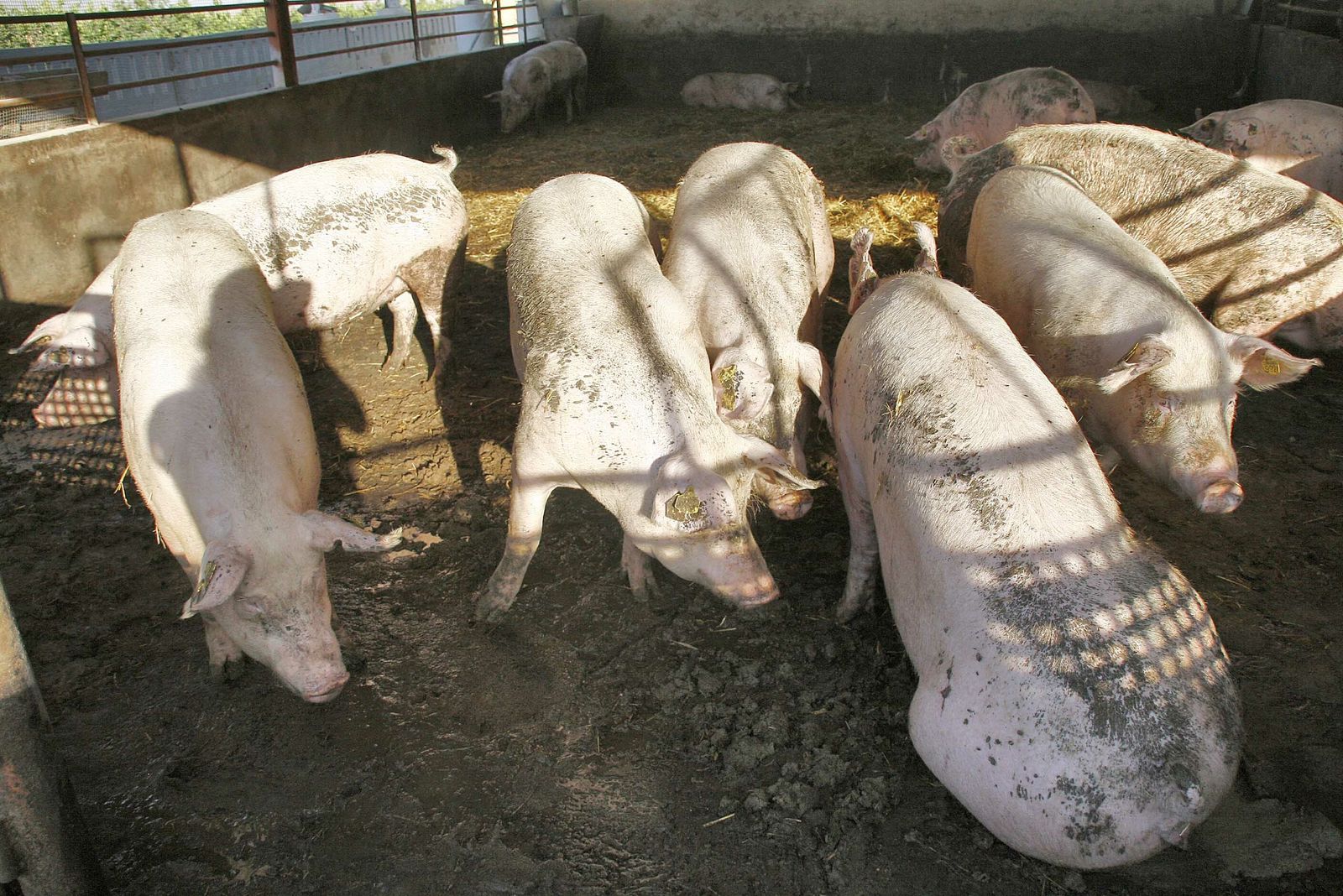 Explotación porcina en Pulpí.