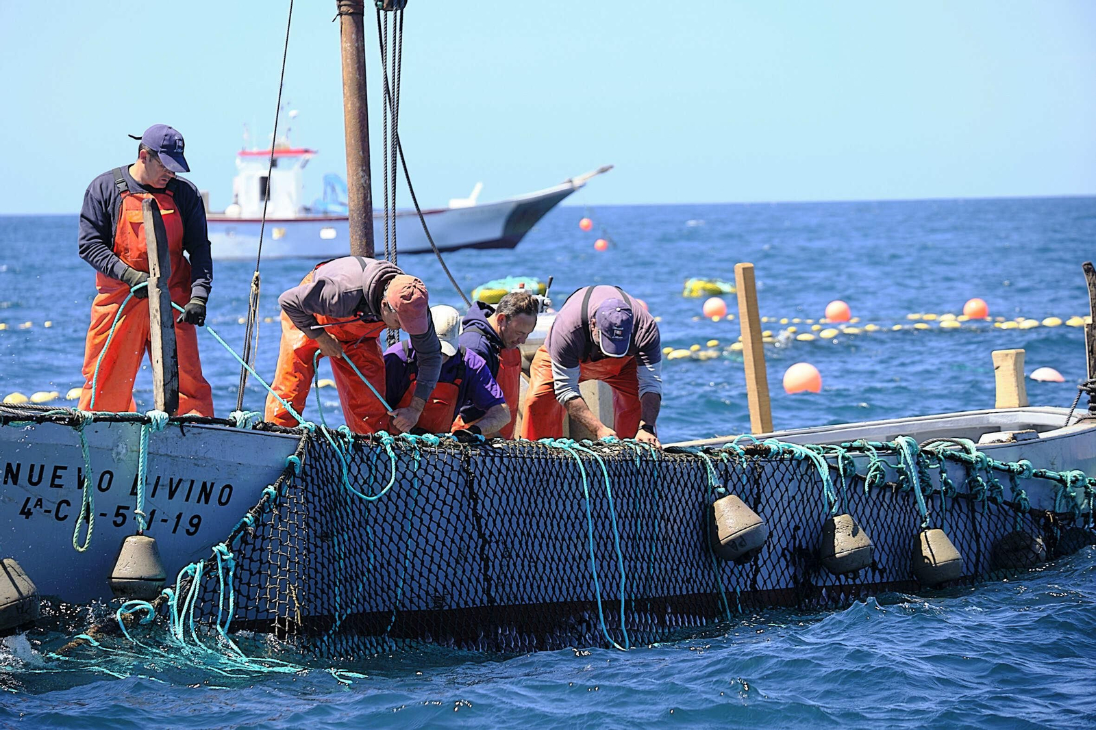 Almadraba de Barbate. Imágenes de la primera 'levantá' de atunes.