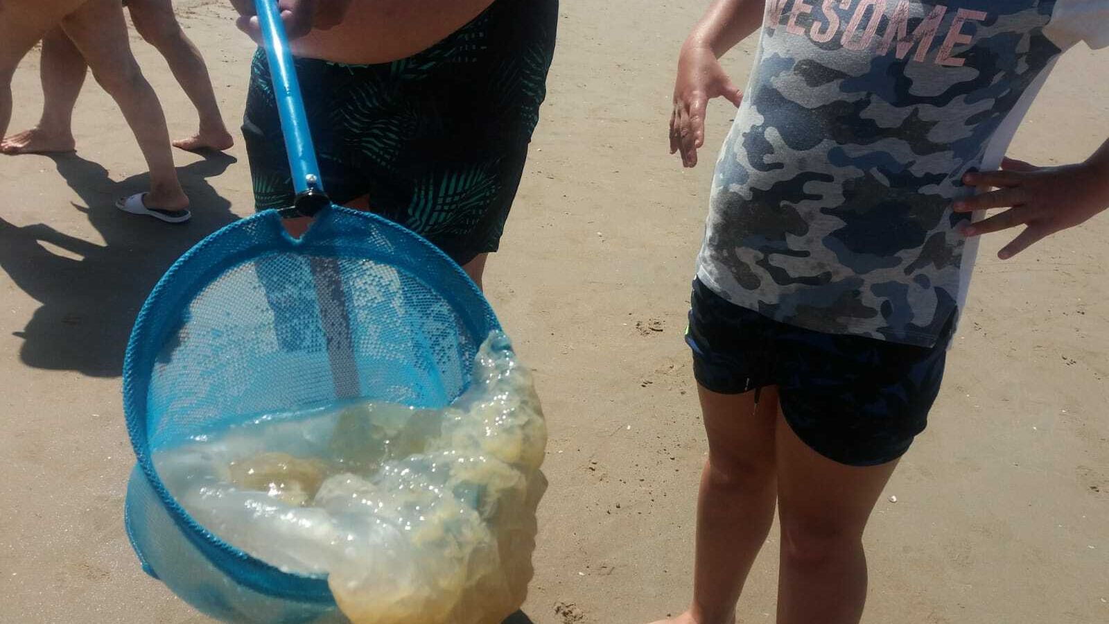 Una imagen de algunas de las medusas aparecidas hoy en la playa de Valdelagrana.