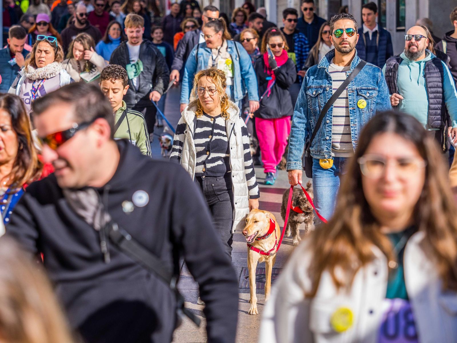 Las imágenes de San Antón 2025 en San Fernando