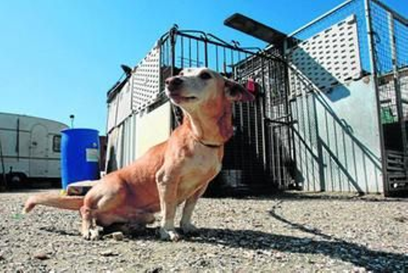 Imagen de uno de los perros que cuida Prodean y que está a la espera de un dueño.