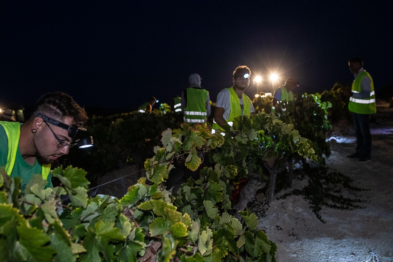 La vendimia nocturna de Tío Pepe