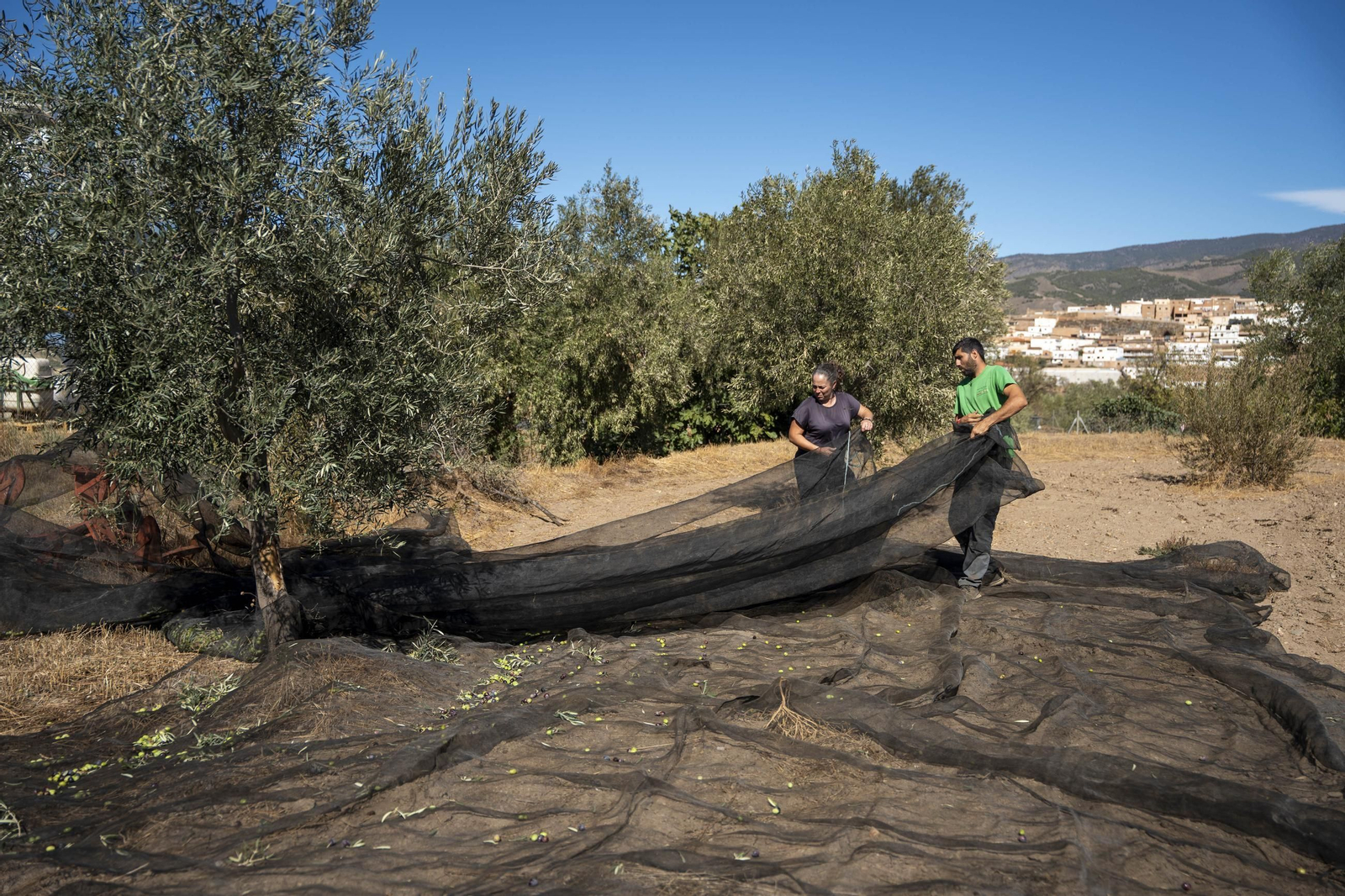 Las imágenes de la campaña recogida de acetuna en Fiñana