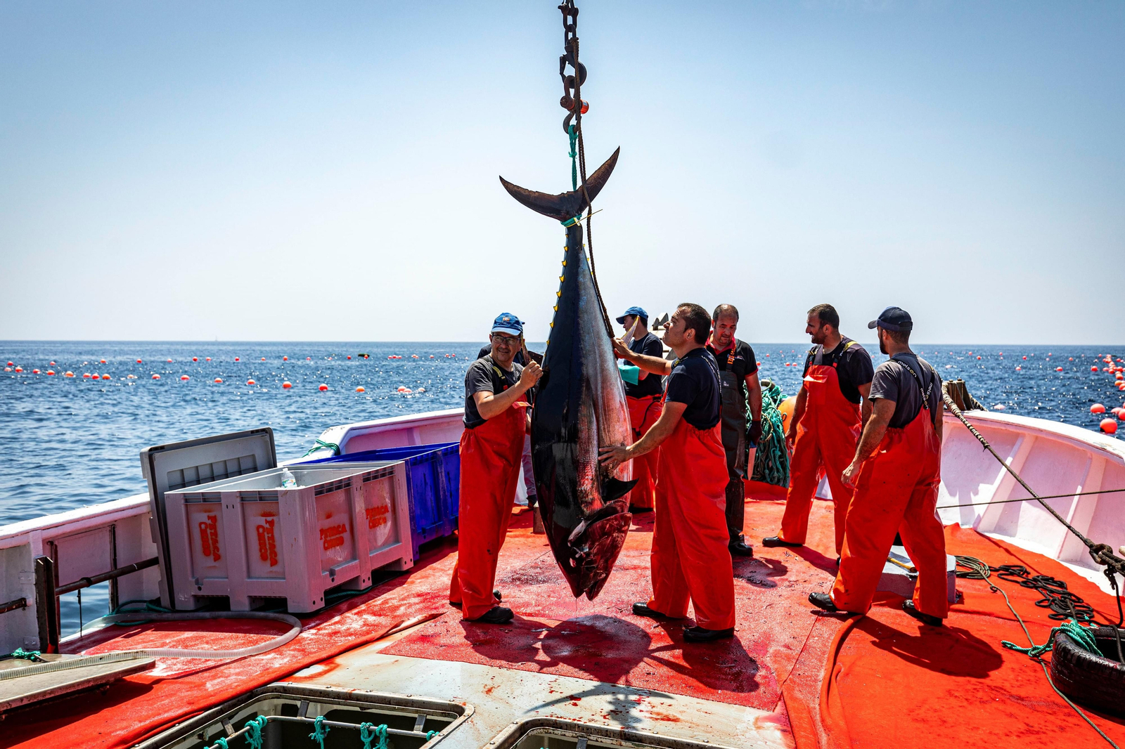 Las imágenes de la primera levantá en la almadraba de Barbate