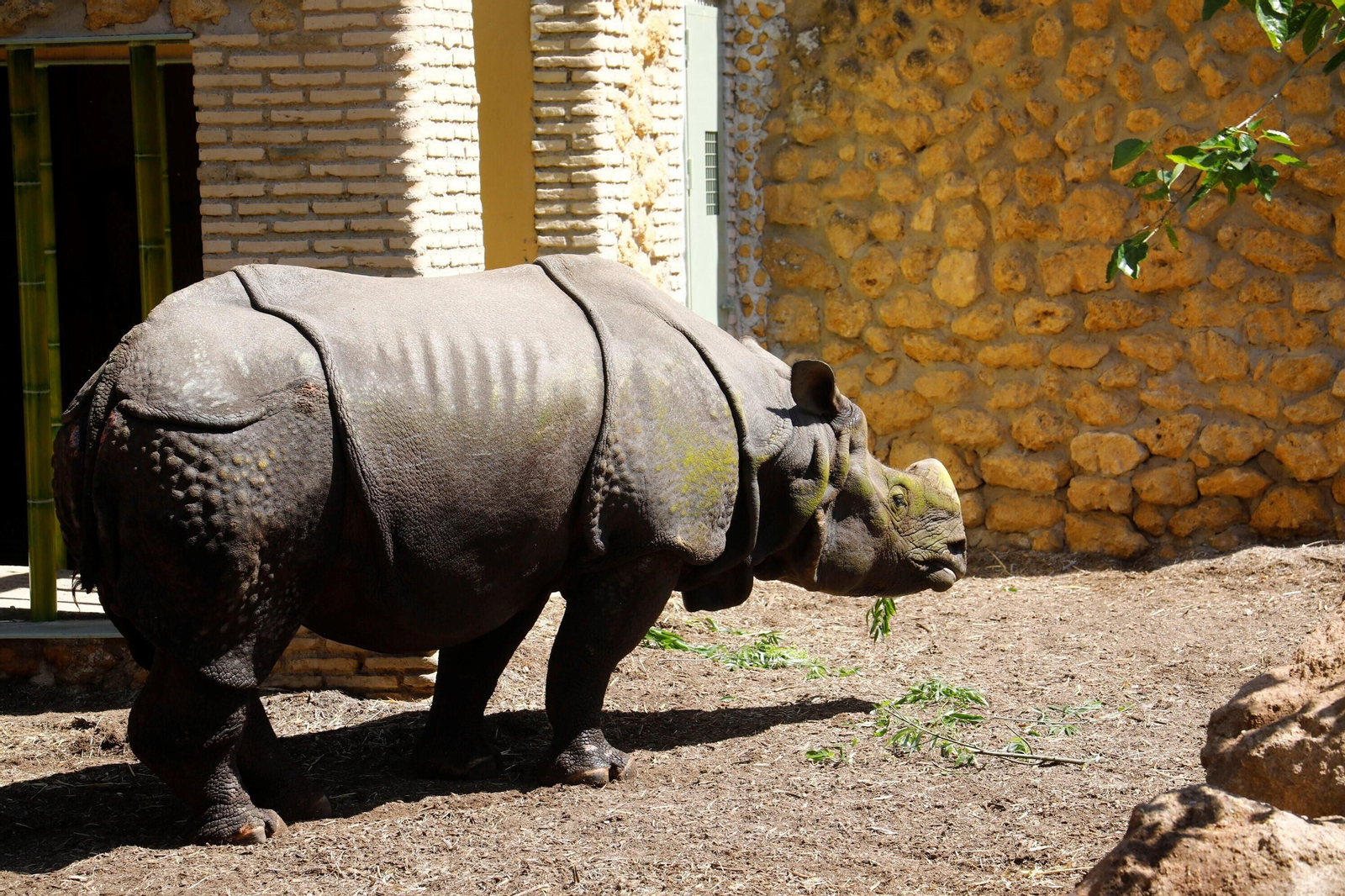 Así es Manas, el rinoceronte indio del Zoo de Córdoba