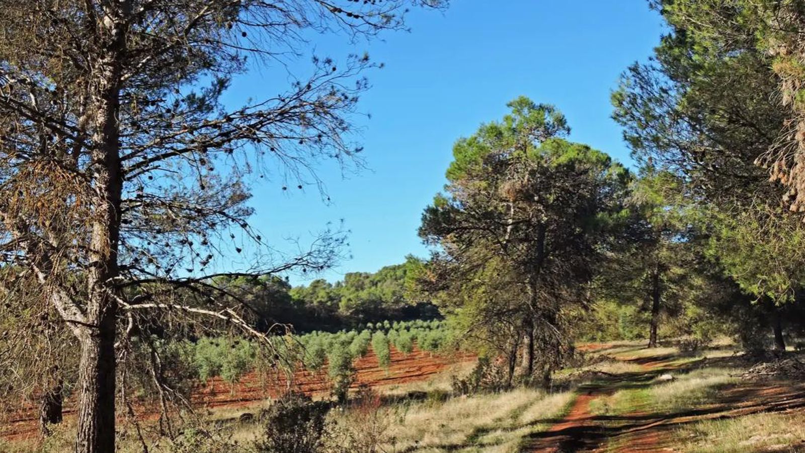 El camino por el borde del pinar en la zona de la Loma del Pegote