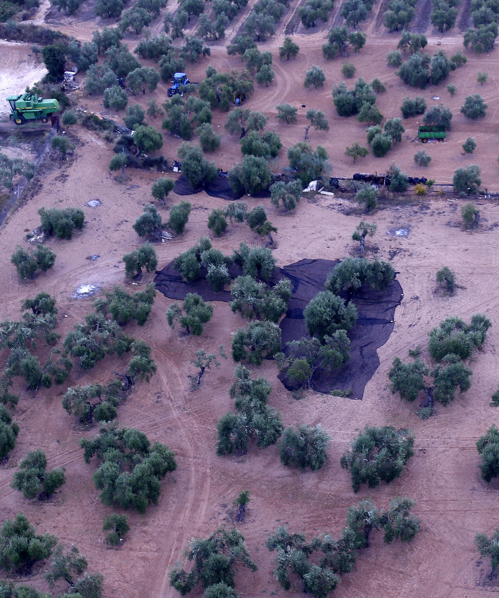 Reportaje sobre el aceite de oliva