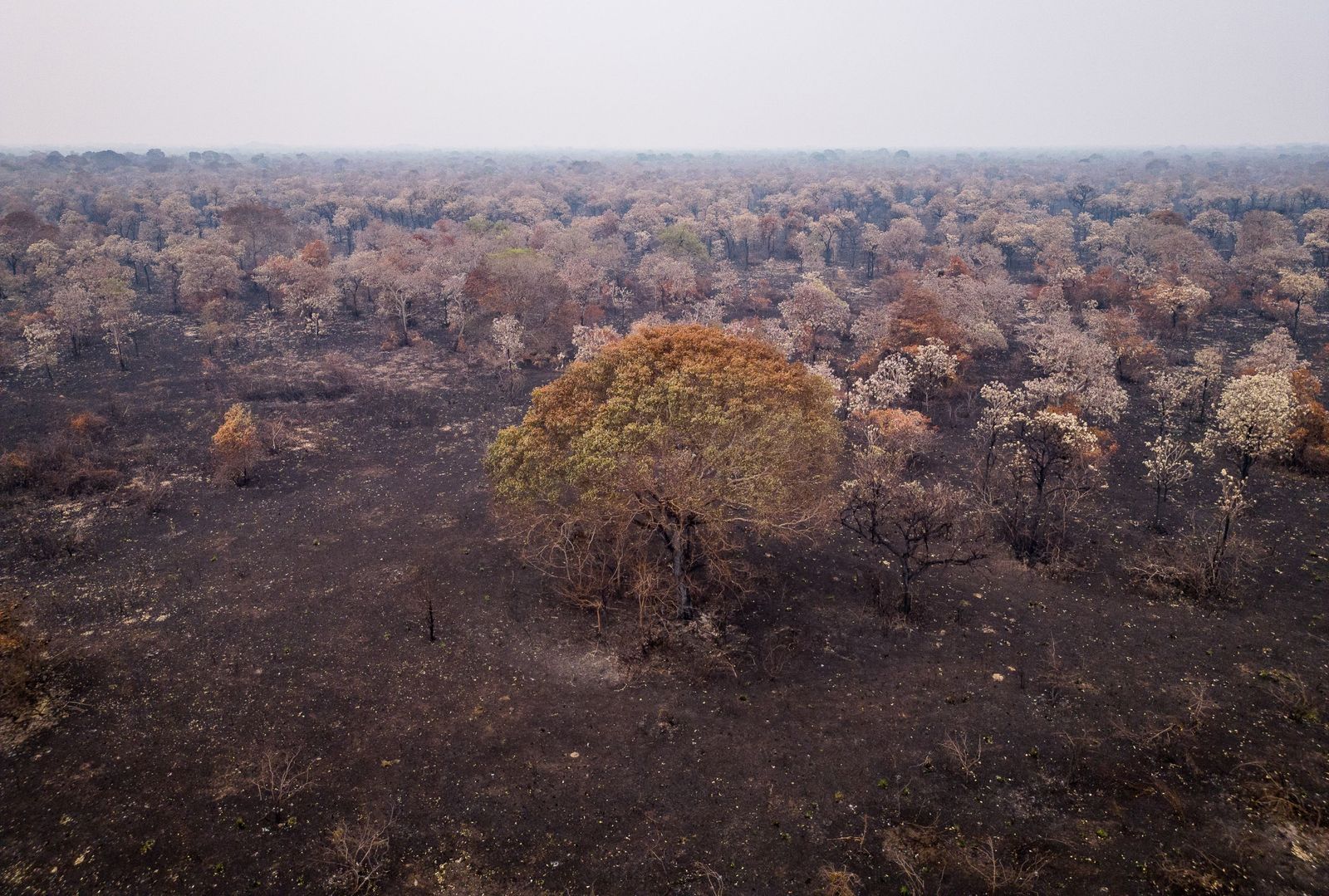 Las llamas convierten en una tumba al aire libre El Pantanal en Brasil