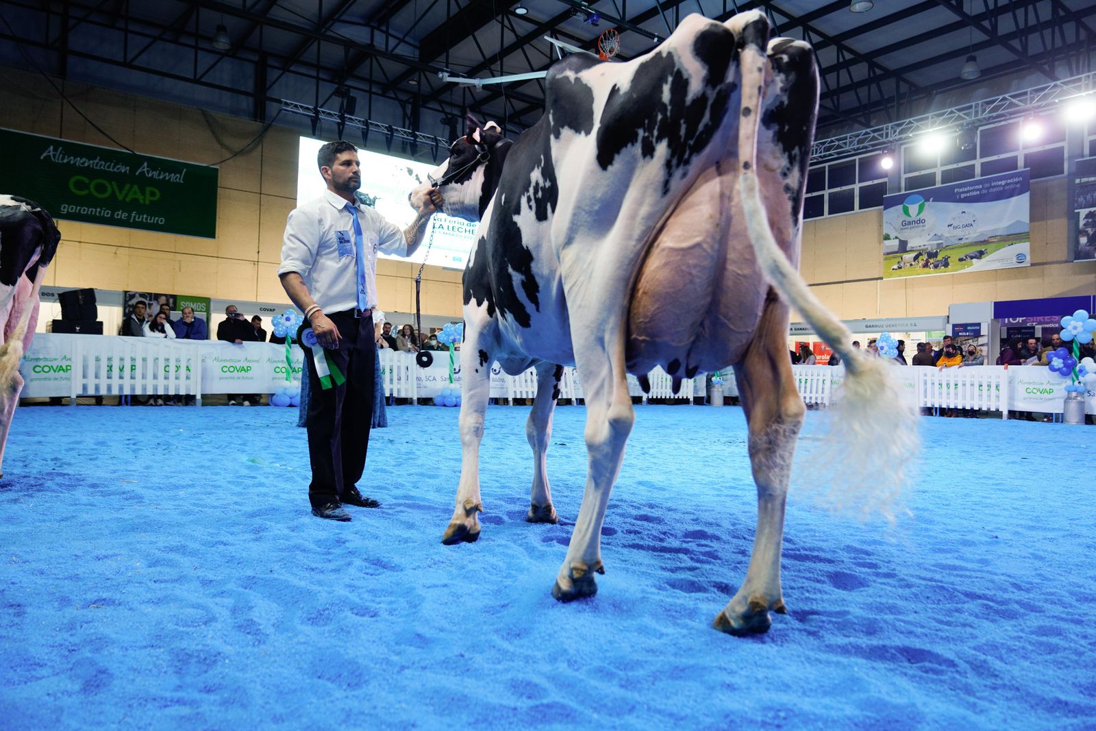 La elección de la Vaca Gran Campeona de Dos Torres, en fotografías