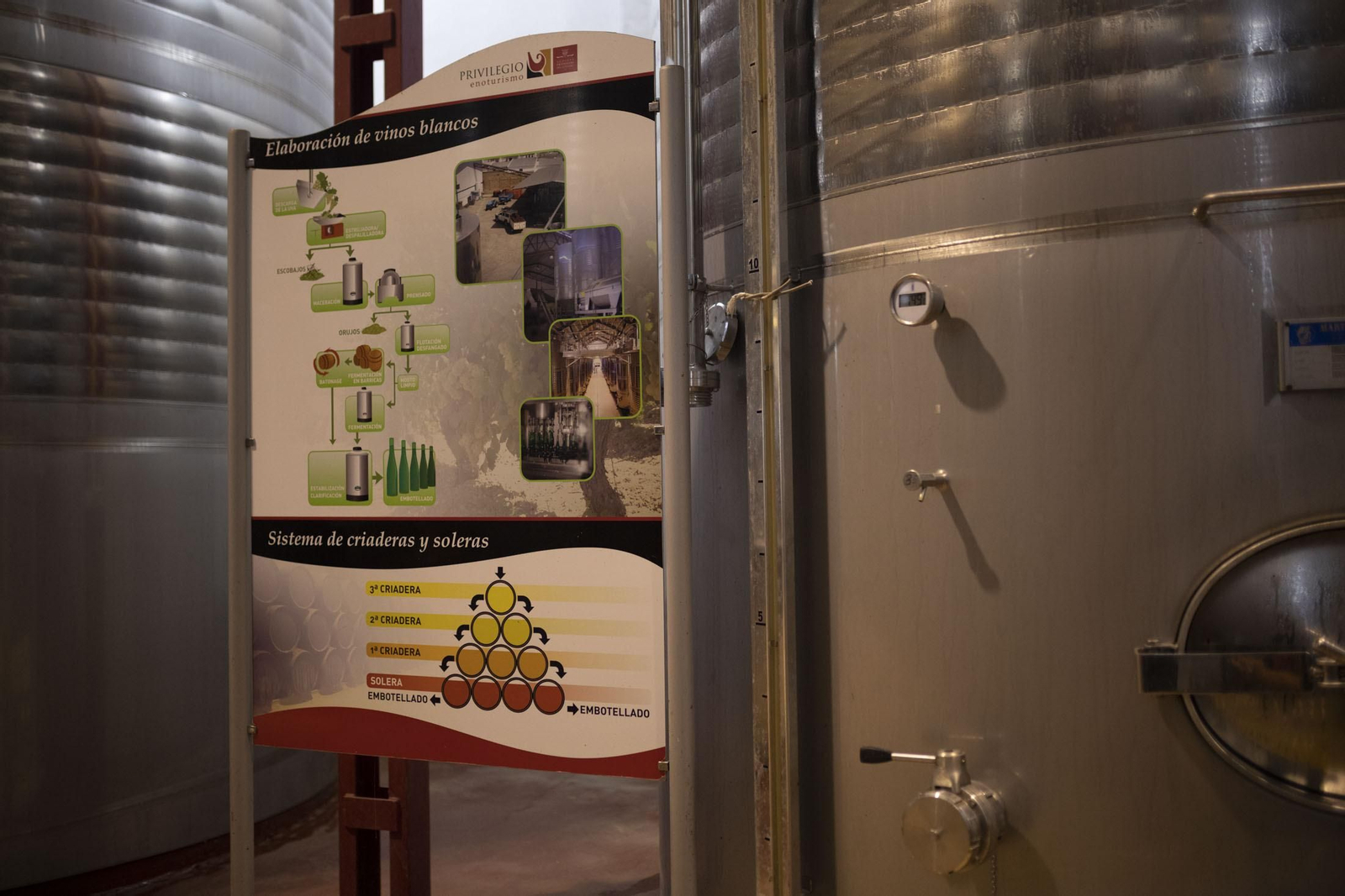 Imágenes de la vendimia en el Condado de Huelva