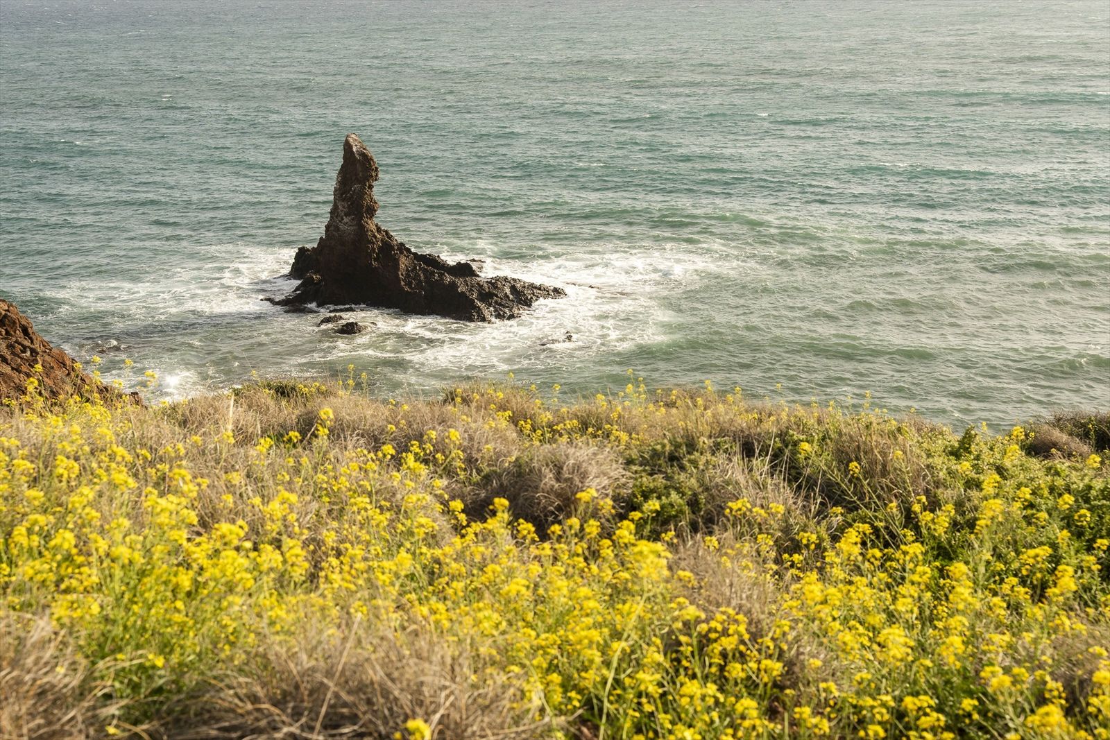 Explosión de vida en el Parque Natural Cabo de Gata, así florece tras un invierno lluvioso