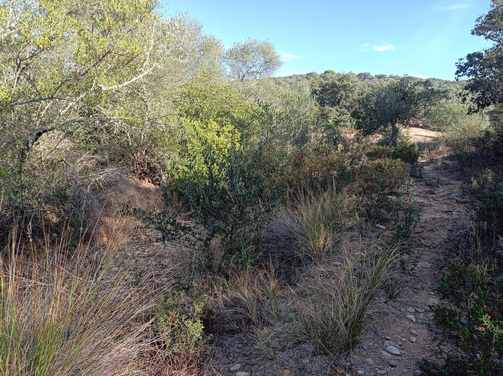 El sendero se hace algo más abrupto, pasando a un lado y otro de un arroyo. Hay que fijarse en los postes del PR.