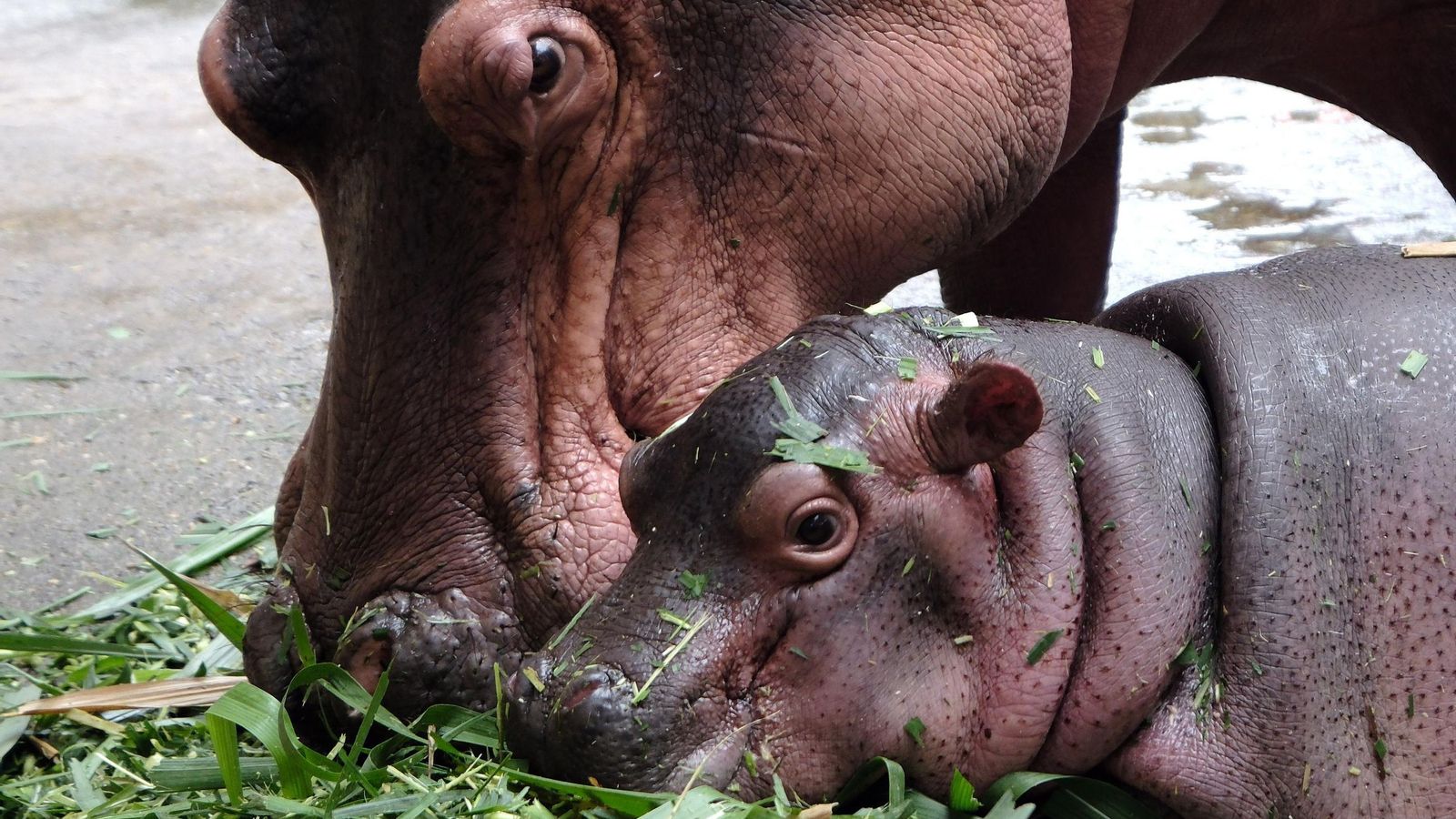 ¡Bienvenido al mundo! Un adorable hipopótamo bebé hace su debut en el zoológico de Hanói, robando corazones con su encanto