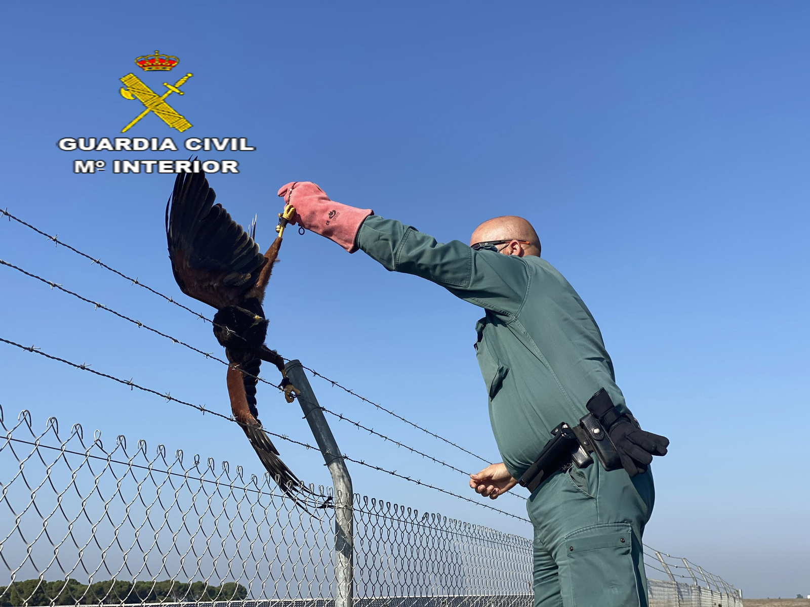 El halcón rescatado tras quedar atrapado en la valla.